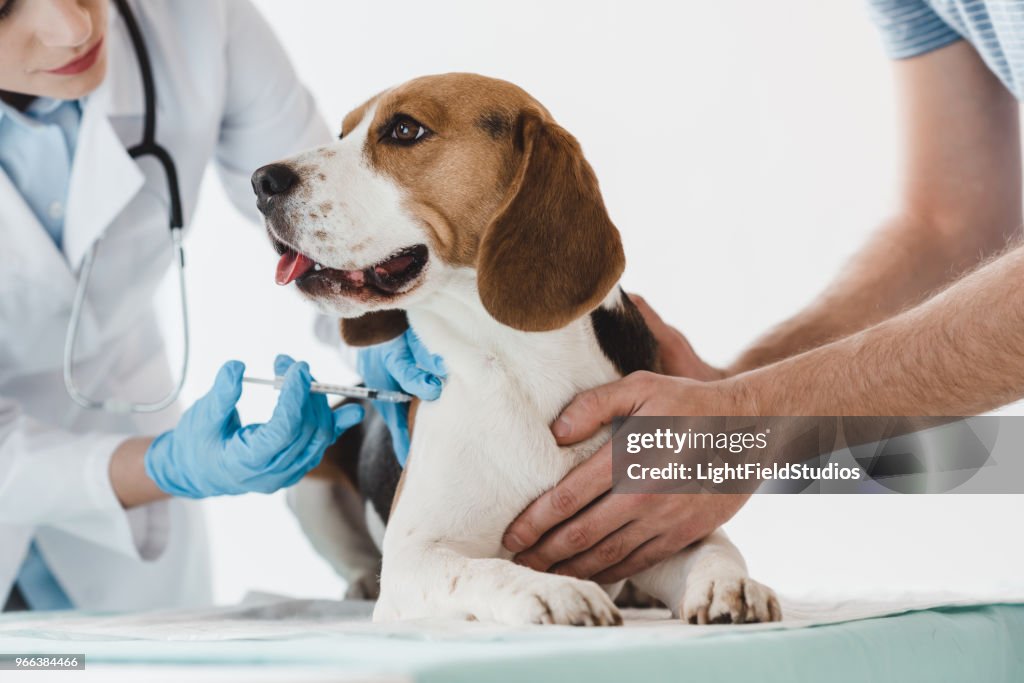 Cropped image of man holding beagle while veterinarian doing injection by syringe to it