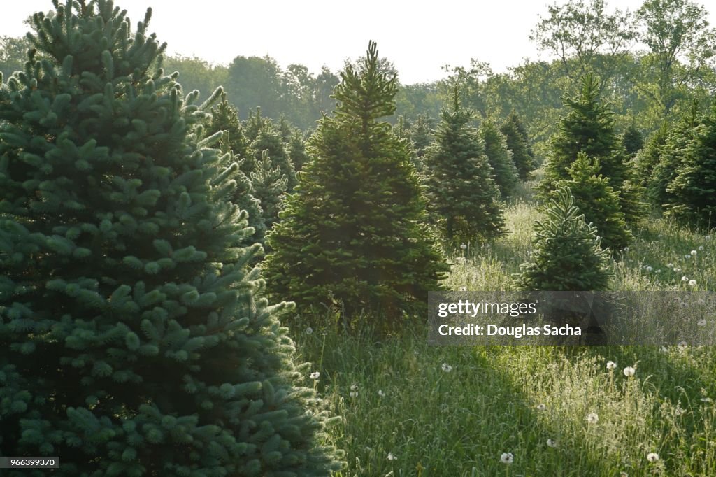 Sun rise over the Christmas Tree Farm