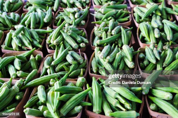 green okra - okra - fotografias e filmes do acervo