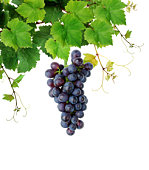 Fresh grapevine