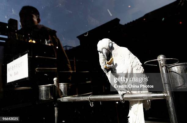 Cockatoo eats food in a craftwork shop at the Houhai Lake area on February 12, 2010 in Beijing, China. The cockatoo named 'Da Bao', is the pet of the...