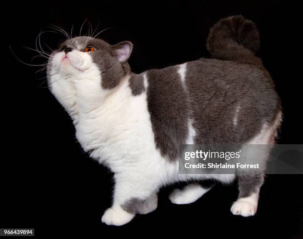 Best in Show winner Crystal Flame's Blue Bandit, a bicolour British Short Hair, is seen at Merseyside Cat Club GCCF all breeds championship show at...