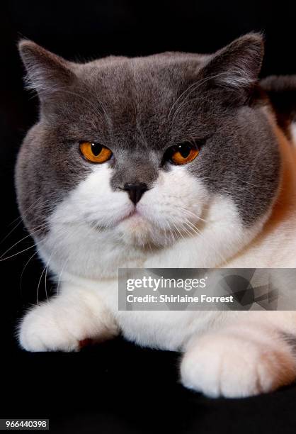 Best in Show winner Crystal Flame's Blue Bandit, a bicolour British Short Hair, seen at Merseyside Cat Club GCCF all breeds championship show at...