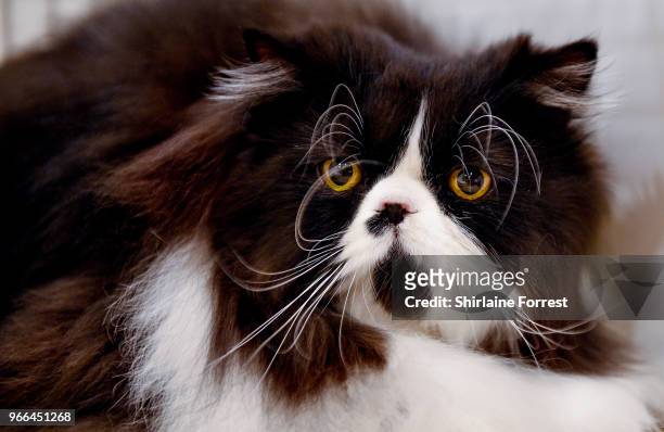Henry, a black and white pedigree longhair is seen at Merseyside Cat Club GCCF all breeds championship show at Sutton Leisure Centre on June 2, 2018...