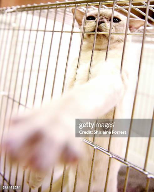 Phantom, a lilac Burmese pointed shorthair is seen at Merseyside Cat Club GCCF all breeds championship show at Sutton Leisure Centre on June 2, 2018...