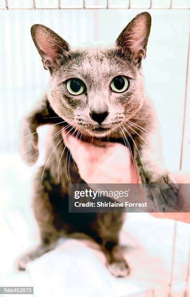 Sawatao Kalasin, a korat is seen at Merseyside Cat Club GCCF all breeds championship show at Sutton Leisure Centre on June 2, 2018 in St Helens,...