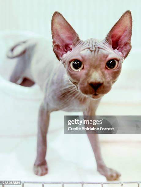 Onaturel Irresistibly Blue, a blue sphynx is seen at Merseyside Cat Club GCCF all breeds championship show at Sutton Leisure Centre on June 2, 2018...