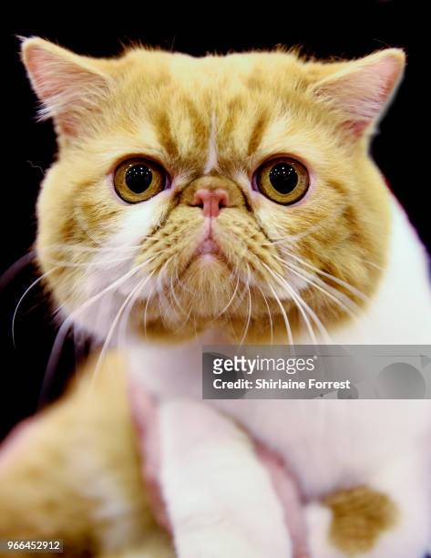 Jervo Rossobianco, a red and white bi-coloured tortie is seen at Merseyside Cat Club GCCF all breeds championship show at Sutton Leisure Centre on...
