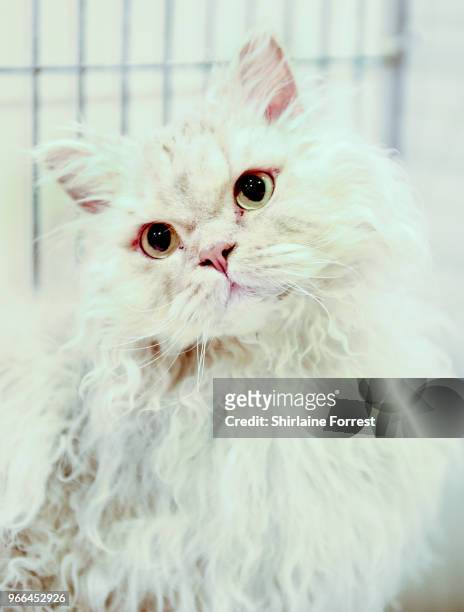 Noontide Berry Silvertree, a lilac silver shaded longhair selkirk rex is seen at Merseyside Cat Club GCCF all breeds championship show at Sutton...