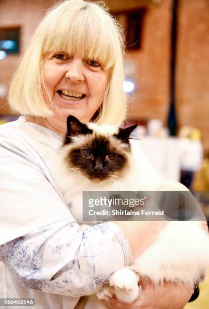 Beaubright Sophia, a seal point Birman is seen at Merseyside Cat Club GCCF all breeds championship show at Sutton Leisure Centre on June 2, 2018 in...