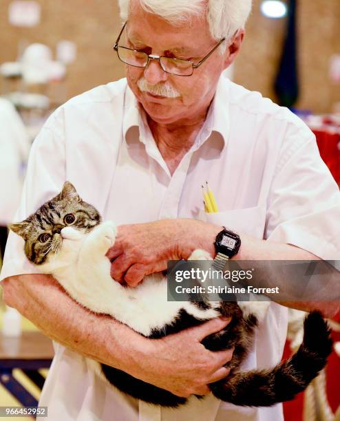 Simcris Hoity Toity, a brown and white bi-coloured exotic tabby is seen at Merseyside Cat Club GCCF all breeds championship show at Sutton Leisure...