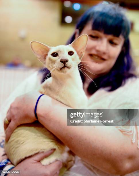Alderstar Babybel, a red point Siamese is seen at Merseyside Cat Club GCCF all breeds championship show at Sutton Leisure Centre on June 2, 2018 in...