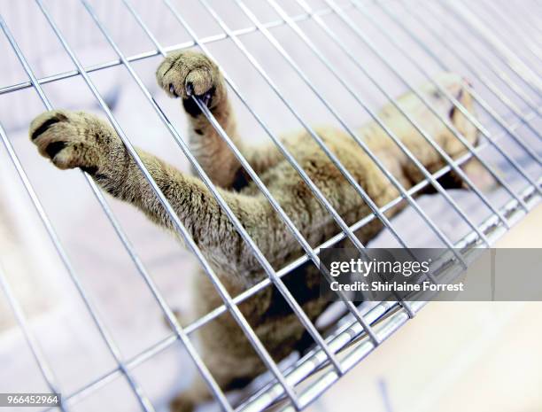 Naughtypaw Anastasia, an abyssinian is seen at Merseyside Cat Club GCCF all breeds championship show at Sutton Leisure Centre on June 2, 2018 in St...