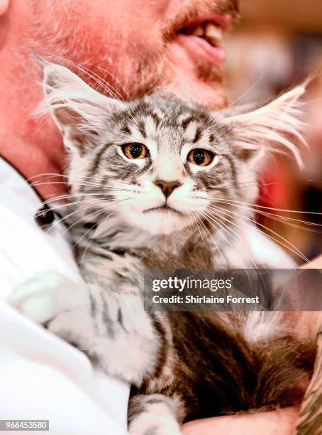 Elskerkats Gentle Predator, a silver classic tabby Maine Coon is seen at Merseyside Cat Club GCCF all breeds championship show at Sutton Leisure...