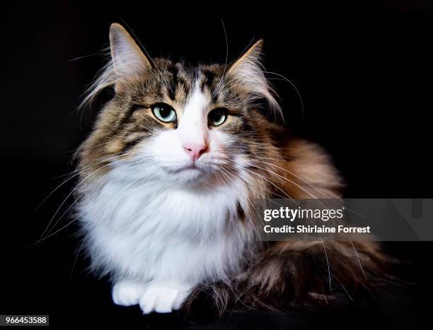 Cocoon Ned Stark, a red tabby Maine Coon is seen at Merseyside Cat Club GCCF all breeds championship show at Sutton Leisure Centre on June 2, 2018 in...