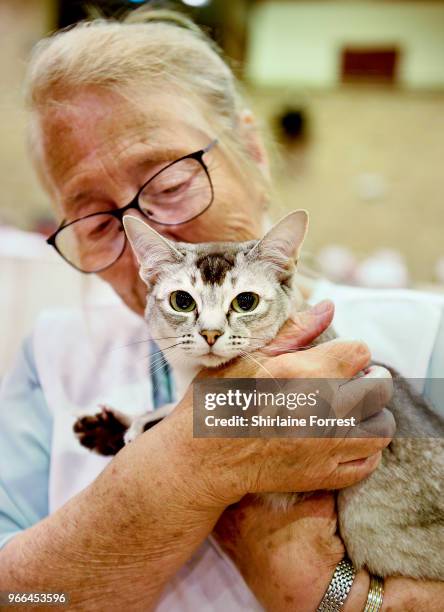 Adifton Ebrington Eevee, a brown and silver tickled Burmese is seen at Merseyside Cat Club GCCF all breeds championship show at Sutton Leisure Centre...