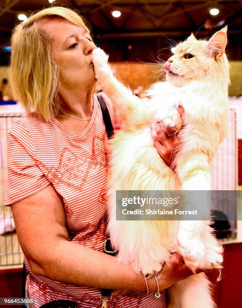 Isadoryou Phoenix, a red silver and white bicolour classic tabby Maine Coon is seen at Merseyside Cat Club GCCF all breeds championship show at...