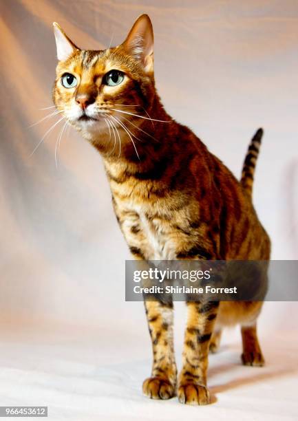 Bundara Asha, a brown spotted tabby Bengal is seen at Merseyside Cat Club GCCF all breeds championship show at Sutton Leisure Centre on June 2, 2018...