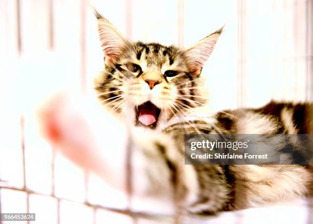 Vessongs Verity Brown, a brown and white bi-coloured tabby Maine Coon is seen at Merseyside Cat Club GCCF all breeds championship show at Sutton...