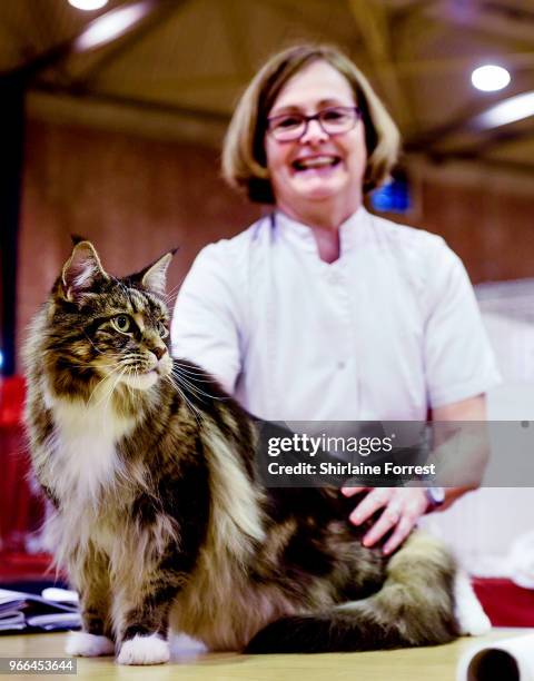 Beardwood Leonardo Davinci, a brown and white bi-coloured classic tabby Maine Coon is seen at Merseyside Cat Club GCCF all breeds championship show...