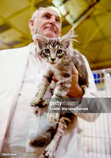 Elskerkats Gentle Predator, a silver classic tabby Maine Coon is seen at Merseyside Cat Club GCCF all breeds championship show at Sutton Leisure...