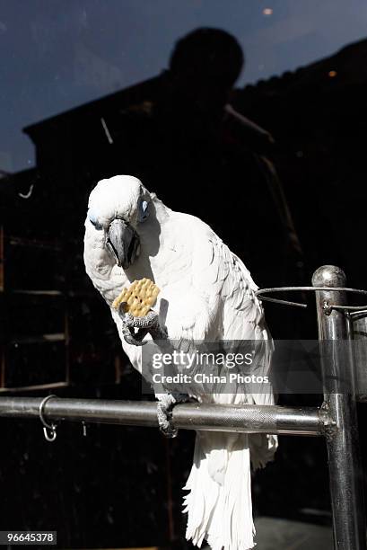 Cockatoo eats food in a craftwork shop at the Houhai Lake area on February 12, 2010 in Beijing, China. The cockatoo named 'Da Bao', is the pet of the...