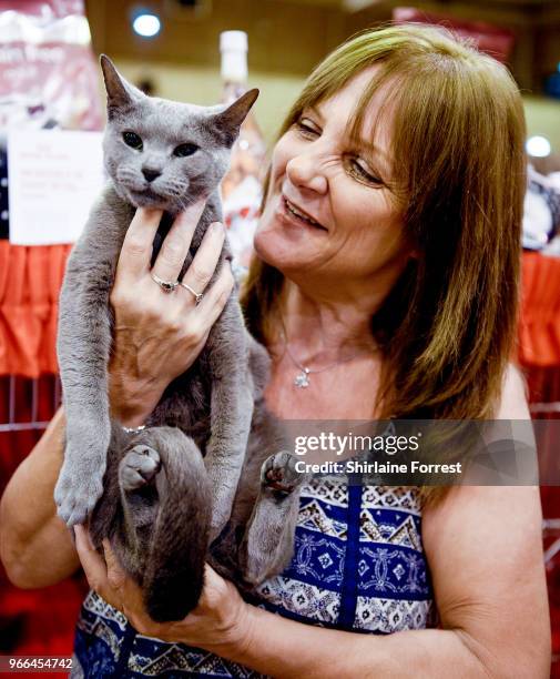 Kremlinkatz Katya Kalikova, a Russian blue is seen at Merseyside Cat Club GCCF all breeds championship show at Sutton Leisure Centre on June 2, 2018...