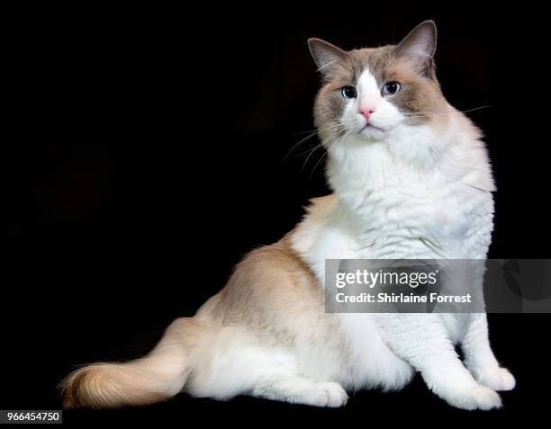 Pedigree cat is seen at Merseyside Cat Club GCCF all breeds championship show at Sutton Leisure Centre on June 2, 2018 in St Helens, England.