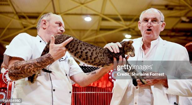 Hemlock Smooth Operator, a brown spotted oriental tabby is seen at Merseyside Cat Club GCCF all breeds championship show at Sutton Leisure Centre on...
