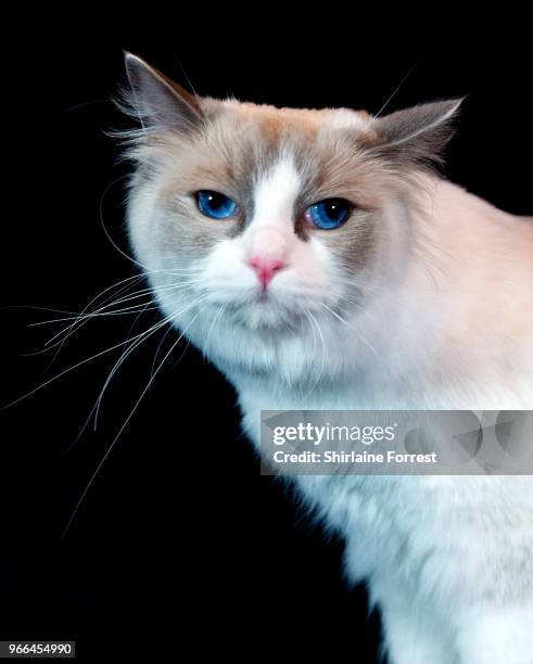 Pedigree cat is seen at Merseyside Cat Club GCCF all breeds championship show at Sutton Leisure Centre on June 2, 2018 in St Helens, England.