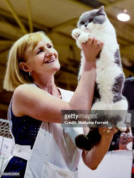 Best in Show winner Crystal Flame's Blue Bandit, a bicolour British Short Hair, seen at Merseyside Cat Club GCCF all breeds championship show at...