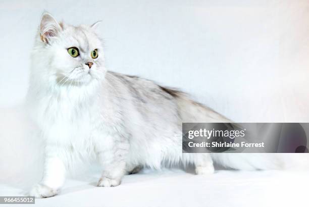 Purrdi Pink Paw, a tortie silver shaded longhair pedigree pet is seen at Merseyside Cat Club GCCF all breeds championship show at Sutton Leisure...