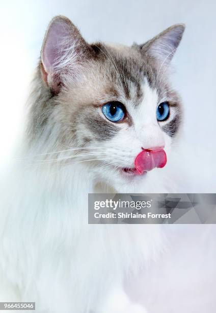 Pedigree cat is seen at Merseyside Cat Club GCCF all breeds championship show at Sutton Leisure Centre on June 2, 2018 in St Helens, England.