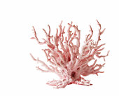 Pink coral against white background