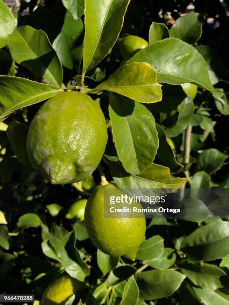lemon - frutas stock pictures, royalty-free photos & images