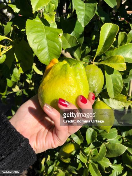 lemon in my hand - frutas stock pictures, royalty-free photos & images