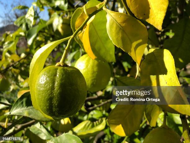 lemons - frutas stock-fotos und bilder