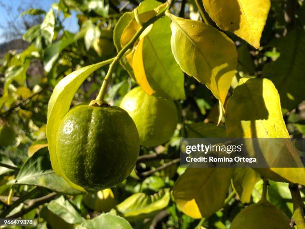 lemons - frutas stockfoto's en -beelden