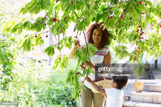 mother and son picking cherries in backyard - berry picker stock pictures, royalty-free photos & images