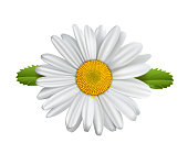 Daisy flower, Chamomile isolated, Marguerite, daisies,