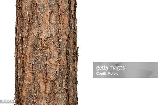 pine tree - tree trunk stock-fotos und bilder