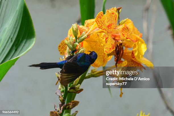 red-chested sunbird (cinnyris erythrocercus) - supersky77 foto e immagini stock