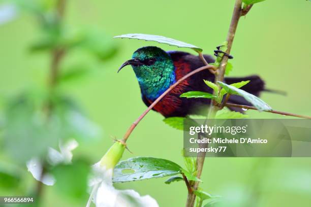 red-chested sunbird (cinnyris erythrocercus) - supersky77 foto e immagini stock