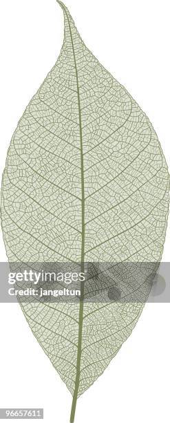 stockillustraties, clipart, cartoons en iconen met leaf macro - bladnerf