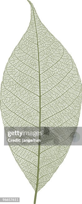 Leaf macro Leaf macro