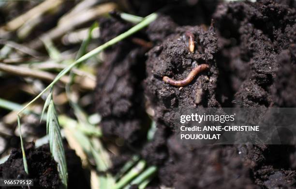 Vinegrowers from the Cotes de Provence in Figuiere spread earthworms around the vines as an experimental approach, hoping to enrich the naturally...