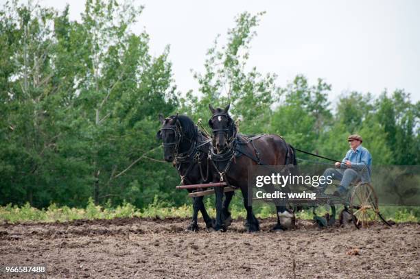 demonstratie van gewas aanplant bij ukranian dorp alberta - ploeg stockfoto's en -beelden