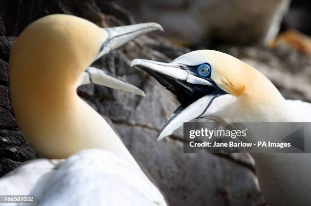 Thousands of Northern gannets gather nest material as they prepare for the new breeding season on the Bass Rock, in the Firth of Forth, forming the...