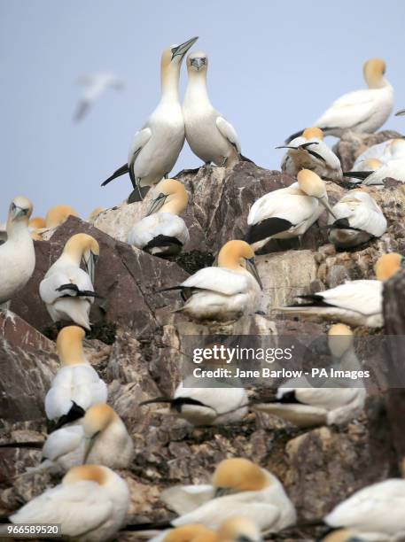 Thousands of Northern gannets gather nest material as they prepare for the new breeding season on the Bass Rock, in the Firth of Forth, forming the...