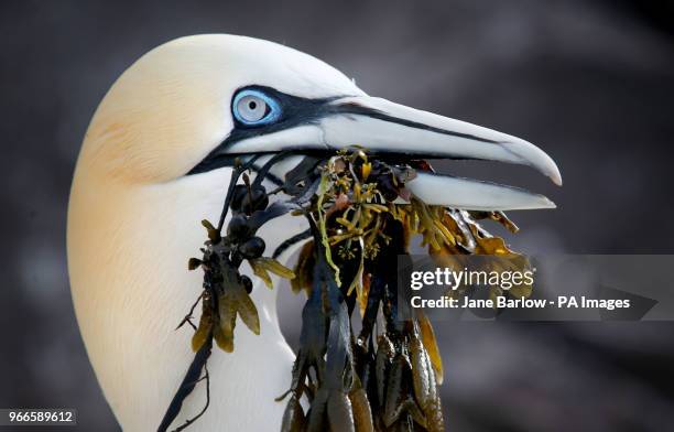 Northern gannet picks up seaweed on Bass Rock in the Firth of Forth where thousands of the sea birds are gathering nest material as they prepare for...